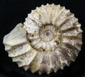 Pavlovia Ammonite Fossil - Siberia #29717-1